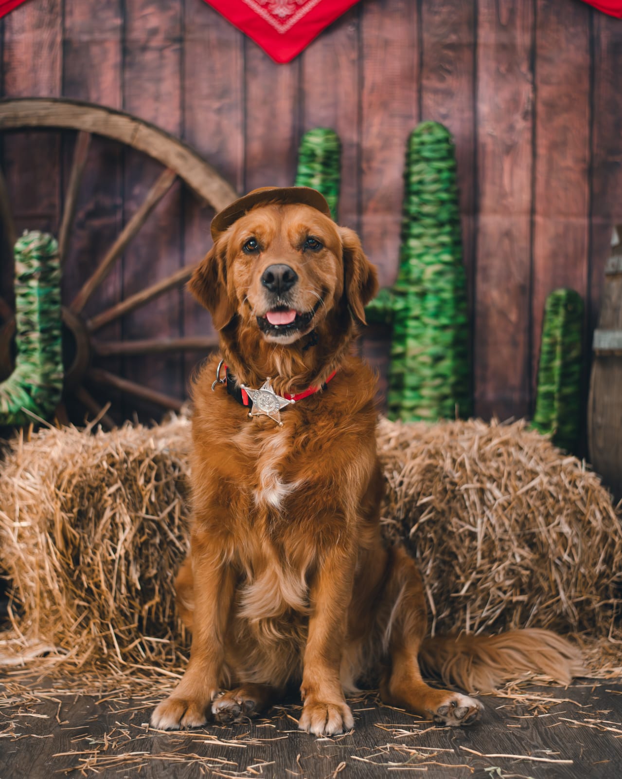 Nuestro perro sheriff listo para la fiesta